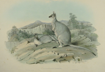 John Gould Macropodidae